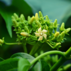 Gymnema Sylvestre